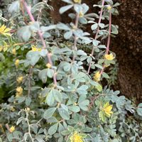 ロータスブリムストーン,私のお庭,千葉県北西部,小さな庭,庭の画像