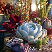 アロエ,アロエ ドニー,スノーバニー,多肉植物,育てやすい多肉植物の画像