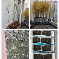 ミニトマト,アスパラ,ネギの画像