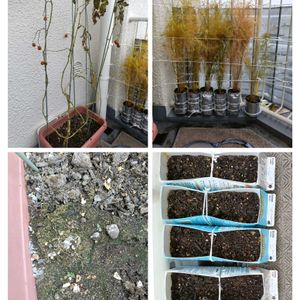 ミニトマト,アスパラ,ネギの画像