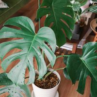 モンステラ,モンステラ,観葉植物,室内組の画像