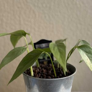 サトイモ科,エピプレナム　ピナツム　セブブルー,観葉植物,ハイドロカルチャー,育成記録の画像