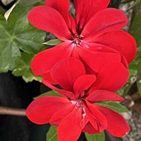 アイビーゼラニウム,ケイトウ,ハイビスカス,金魚草,ランタナ七変化の画像