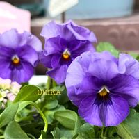 アリッサム,パンジー・ビオラ,パンジー・ビオラ,ビオラ,ビオラの画像