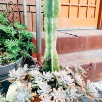 クジャクサボテン,サボテン,サボテン,サボテン科 マミラリア属,サボテンの花開花の画像