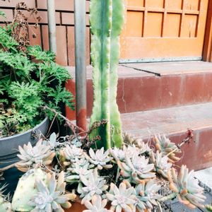 クジャクサボテン,サボテン,サボテン,サボテン科 マミラリア属,サボテンの花開花の画像