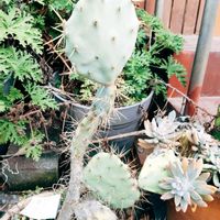 クジャクサボテン,サボテン,サボテンの花開花,サボテンの花,サボテン＊"の画像