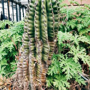 クジャクサボテン,サボテン,サボテン,サボテンの花開花,サボテンの花の画像