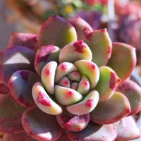 ブルーヘロン,アリエル,コロラータ×シャビアナ,バイオレットクイーン,M's Succulent Memoriesの画像