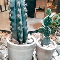 クジャクサボテン,サボテン,サボテンの花開花,サボテンの花,サボテン＊"の画像