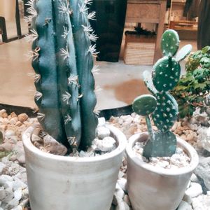 クジャクサボテン,サボテン,サボテンの花開花,サボテンの花,サボテン＊"の画像