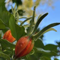 クチナシ,クチナシ,クチナシ,クチナシ,ミカンの画像