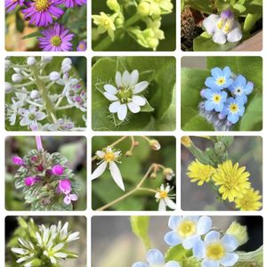 雑草,山野草,わが家の花,❀  Komu's garden ❀,今年のまとめシリーズ　2025の画像