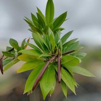 プルメリア,沖縄,畑仕事の画像