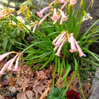 ツワブキ,花のある暮らし,平和を願う,パンビオ,しぞーか勢の画像