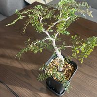 オペルクリカリア・パキプス,王様,植え替え,パキプス,水やりの画像