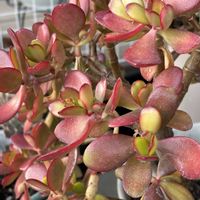 金のなる木,癒し,花のある暮らし,応援花❤️,❤️M.family❤️の画像