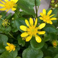 ツワブキ,花のある暮らし,今日のお花の画像