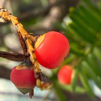 ダルマギク,イチイ,ユリノキ,シロマユミの画像