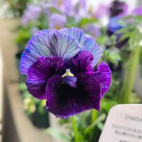 花のある暮らし,グリーンファーム,花友さんに感謝♡,桂楓園,ビオラ・パンジー祭り♪の画像