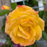 バラ、薔薇、ばら,バラ、薔薇、ばら,花壇,お花のある暮らし,小さな庭の画像