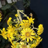 ツワブキ,山野草,我が家の庭,花のある暮らし,今日のお花の画像