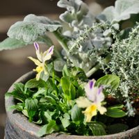 ベランダガーデニング,花のある暮らし,癒し…♡,可愛い❤,おうち園芸の画像