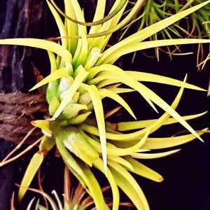 チランジア,イオナンタ,エアプランツ,流木付け,洋室の画像