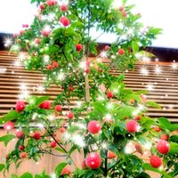 ヤマボウシ,ヤマボウシ,クリスマス,花のある暮らし,可愛い実の画像