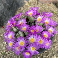 コノフィツムの画像