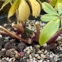 クリスマスローズ,クリスマスローズ　ウインターシンフォニー,ナチュラルガーデン,ジャンクガーデン,シェードガーデンの画像