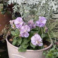 カレックス,シロタエギク,ビオラ,プチトリアノン,カレックス フロステッドカールの画像