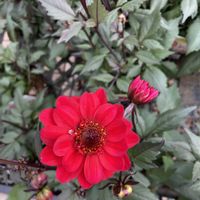 アンスリウム,ダリア,真っ赤な火曜日,今を生きる,チーム千葉✿︎の画像