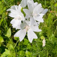 ムスクマロウ,ムスクマロウ(ジャコウアオイ),アオイ科,畑の雑草,家庭菜園の画像