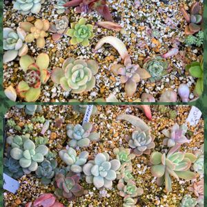 葉挿しっ子,養生多肉の画像