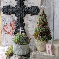 寄せ植え,多肉植物,多肉寄せ植え,ガーデニング,GSのみなさんに感謝♡の画像