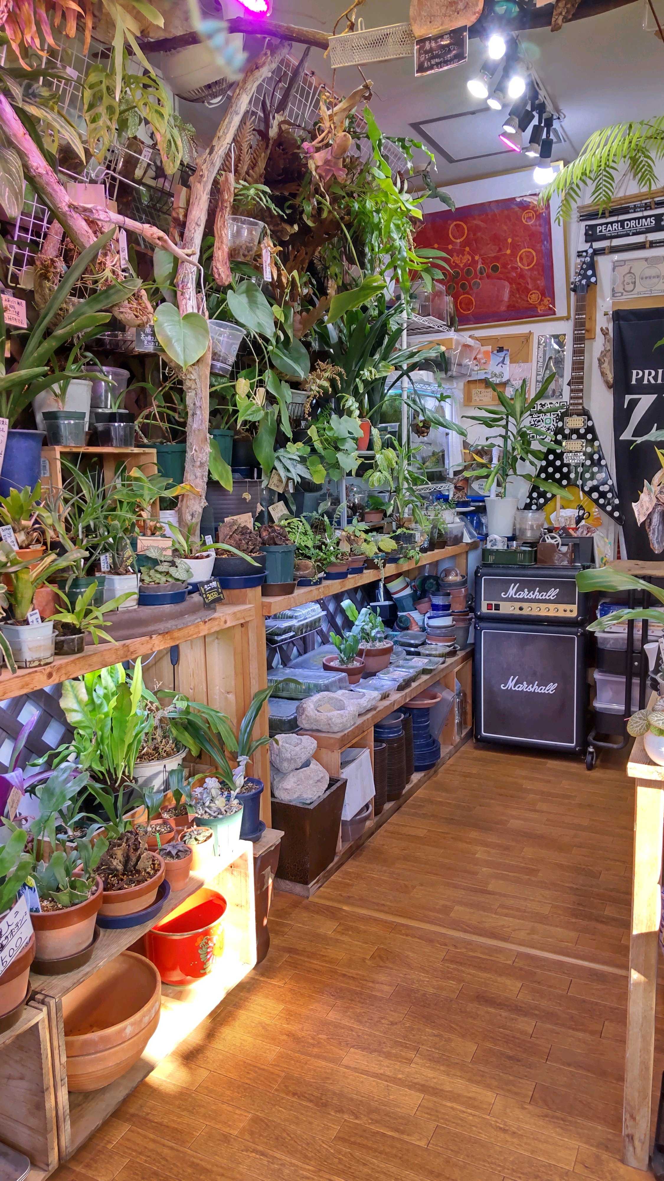 2点セット　ビカクシダ ビカクシダ(コウモリラン) ビフルカツム【観葉植物 苔玉Lサイズ