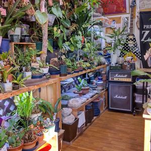 多肉植物,ウラボシ科,ビカクシダ属,食中植物,塊根の画像