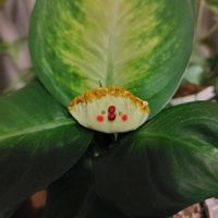 ディフェンバキア,チキン倶楽部,ﾋﾟｰﾀﾝ,ちょこんとﾋﾟｰﾀﾝ,ﾋﾟｰﾀﾝ愛好家♥️の画像