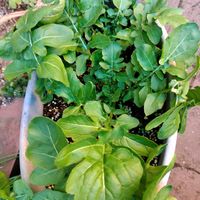 ルッコラ,鉢植え,日向,小さな庭の画像