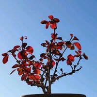 銅葉メギ,銅葉メギ,盆栽,棚,ベランダの画像