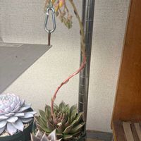 桃太郎,アメボイデス,エケベリア ミラ,メタルルージュ,多肉植物の画像