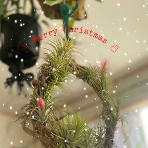 ヒイラギ,ヒメヒイラギ,ちらリース,クリスマス,チランジア属の画像