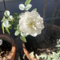 咲いた！,花のある暮らし,うれしい！,ガレージ,元気になるの画像