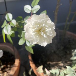 咲いた！,花のある暮らし,うれしい！,ガレージ,元気になるの画像