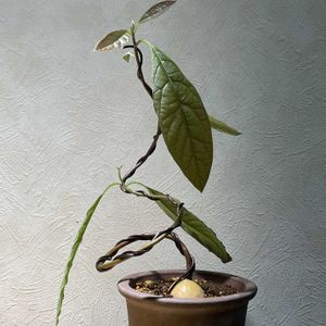 アボガド,盆栽,ミニ盆栽,アボガドの種から,リビング・ダイニングの画像