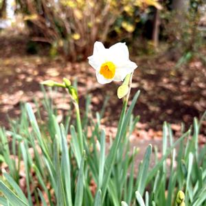 移ろう季節,季節を感じる暮らし,緑のなかの暮らし,うちの庭家族,ドライのちからの画像