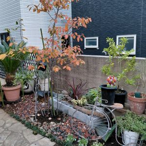 木立ベゴニア　夜祭り,マイガーデン,植物のある暮らし,スマホ撮影,GSアダルトチームの画像