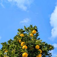夏みかん,散歩道,平和を願う☆,ベランダの画像