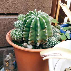 クジャクサボテン,サボテン,サボテンの花開花,サボテンの花,サボテン＊"の画像